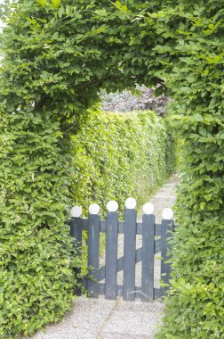 Parkta yeşil sarmaşık.