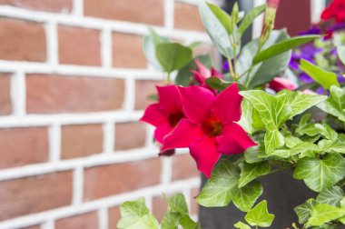 kırmızı çiçek evi süslüyor.