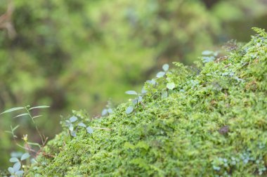 yeşil yosun, orman doğası 