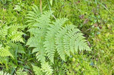 taze yeşil eğrelti otu yaprakları, orman doğası 