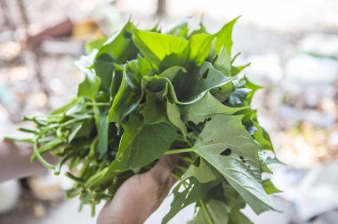 Taze yeşil bitkileri tutan ellerinizi kapatın.
