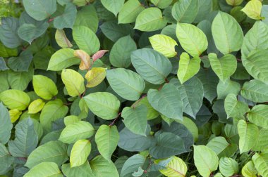 Yeşil yaprakları arka plan, yemyeşil bitki örtüsü