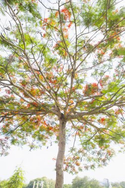 Ormanda kırmızı çiçekli ve yeşil yapraklı ağaç.