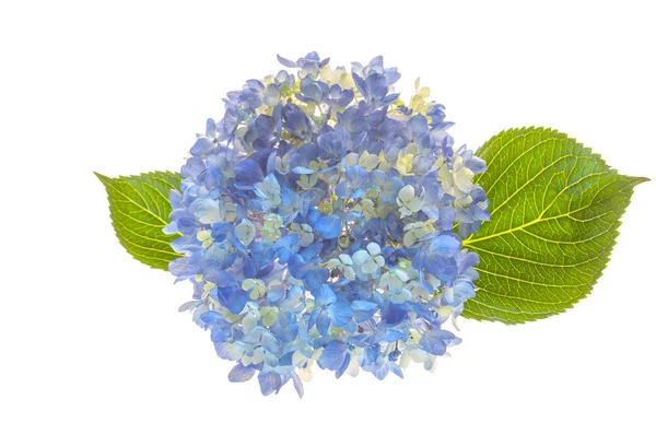 Blue Hydrangea Isolated White Background — Stock Photo, Image