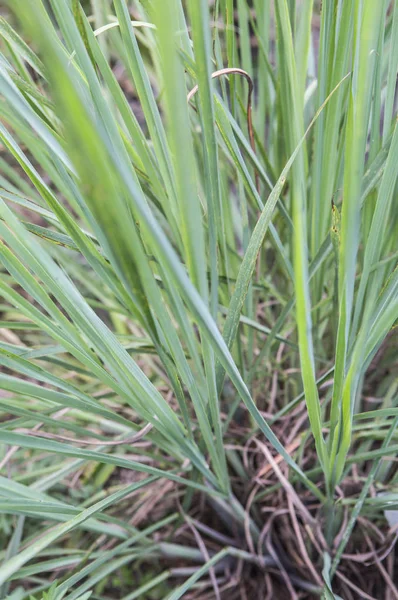 Cebollas Verdes Que Crecen Aire Libre Fondo Cerca — Foto de Stock