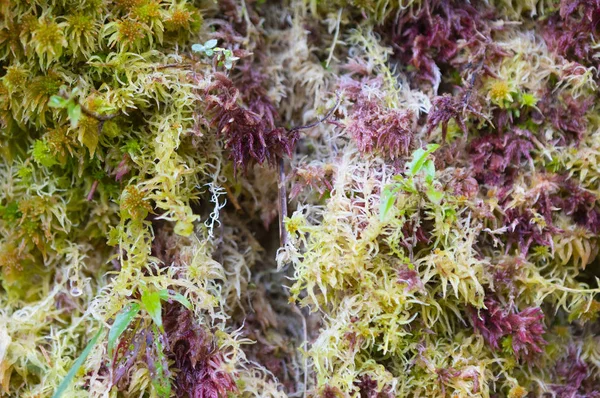 Belles Plantes Dans Jardin Vue Rapprochée — Photo