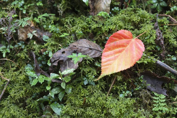 Feuille Rouge Tombée Fond Automne — Photo