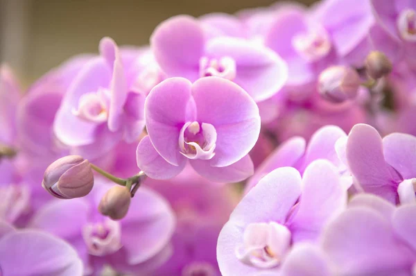 Hermosas Flores Orquídea Púrpura Jardín —  Fotos de Stock