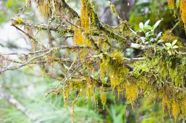 Piante Verdi Fresche Natura Forestale — Foto Stock