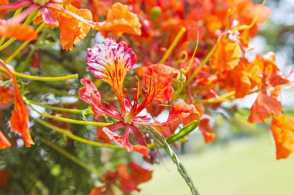 树与美丽的红花在公园 — 图库照片