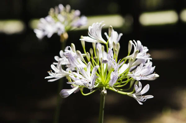 Bellissimi Fiori Che Crescono Giardino Estate Giornata Sole — Foto Stock