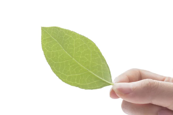 Зеленый Лист Руке Изолированы Белом — стоковое фото