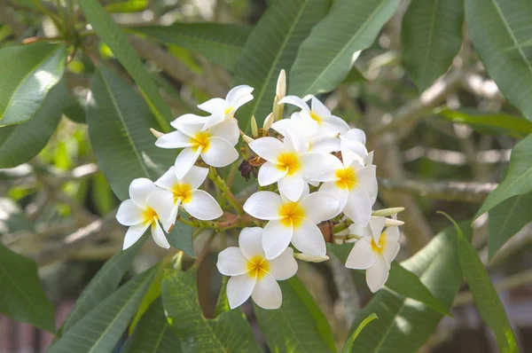 Árbol Flores Plumeria Frangipani Vietnam — Foto de Stock