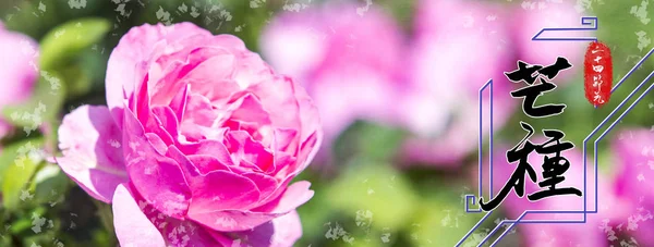 Schöne Blumen Park — Stockfoto