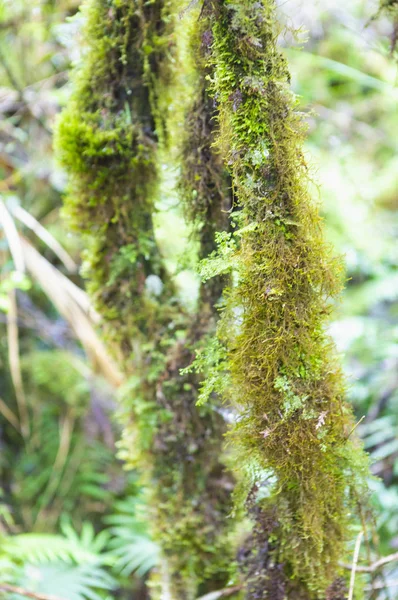 Musgo Verde Naturaleza Del Bosque —  Fotos de Stock