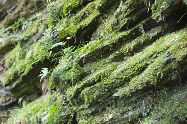 Musgo Verde Natureza Florestal — Fotografia de Stock