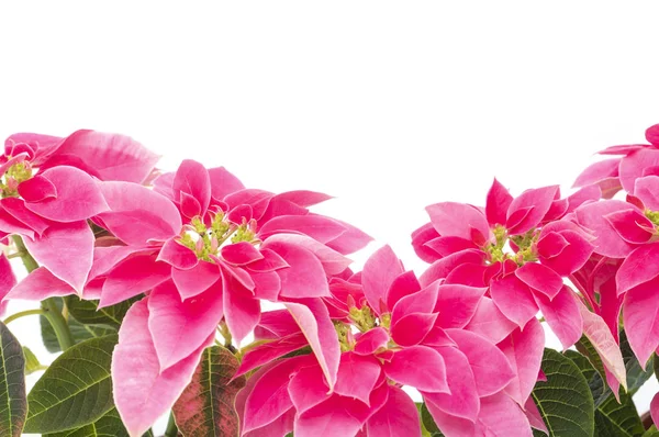 beautiful pink flowers on background,close up