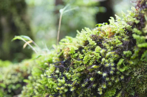 Grön Moss Bakgrund Forest Flora — Stockfoto