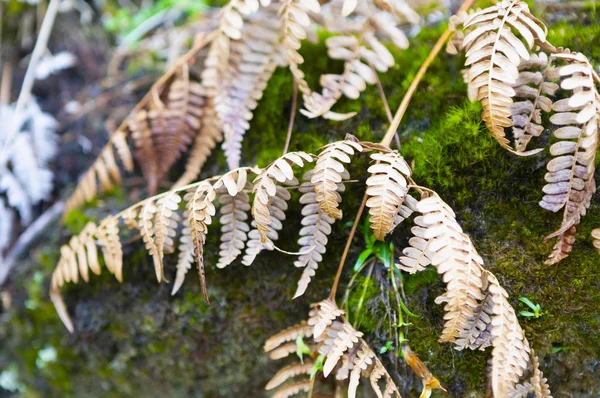 Dry Green Fern Leaves Forest Nature — Stock Photo, Image