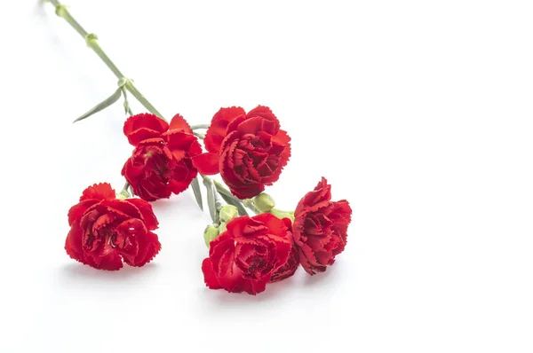 Красиві Червоні Квіти Фоні Закрити — стокове фото