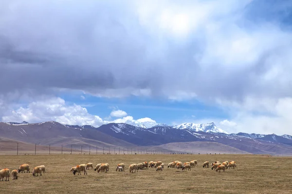 Flock Sheep Mountains — Stock Photo, Image