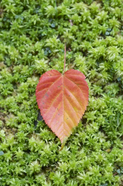 Feuille Rouge Tombée Fond Automne — Photo