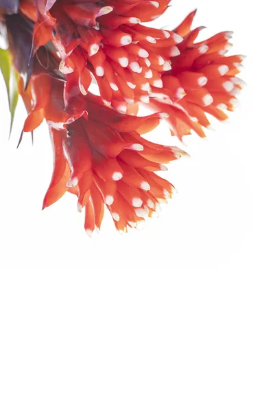 Beyaz Arkaplanda Izole Kırmızı Çiçekler — Stok fotoğraf