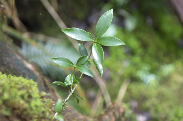 Plantes Vertes Fraîches Forêt Nature — Photo