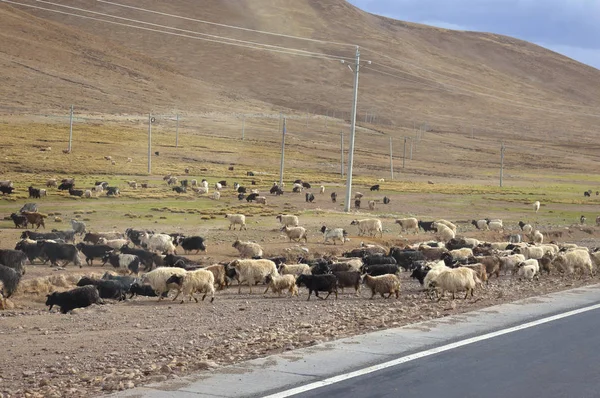 Sheep Graze Mountain — Stock Photo, Image