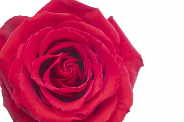 Красивый Красный Цветок Заднем Плане Закрыть — стоковое фото