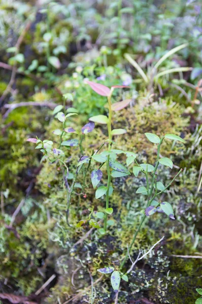 Plantas Verdes Frescas Natureza Florestal — Fotografia de Stock