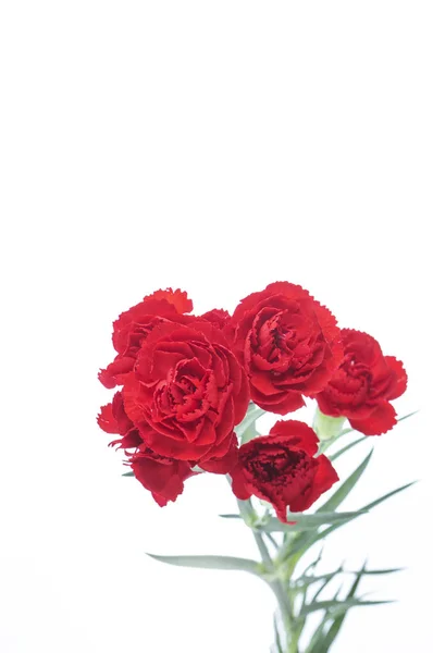 Красивые Красные Цветы Заднем Плане Закрыть — стоковое фото