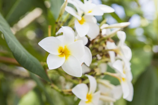 Plumeria Flores Brancas Jardim — Fotografia de Stock