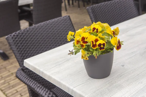 Blumen Auf Dem Tisch Café — Stockfoto