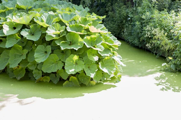 Plantas Verdes Frescas Jardín — Foto de Stock