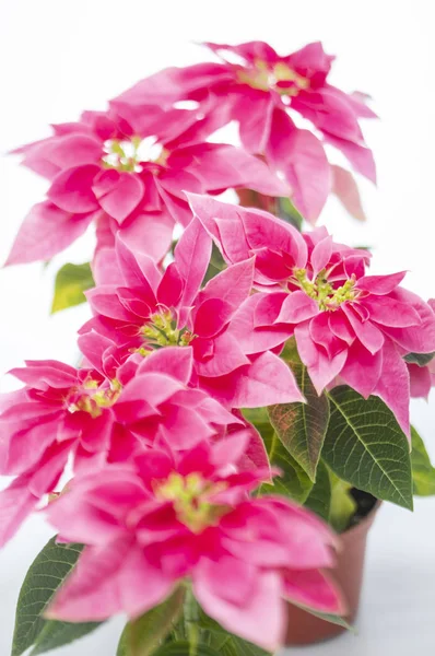 beautiful pink flowers on background,close up