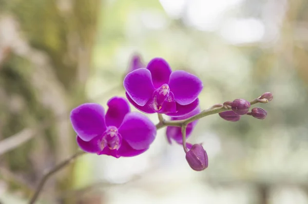 Orquídeas Cor Rosa Sobre Fundo Borrado — Fotografia de Stock