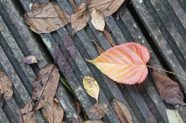 Feuille Rouge Tombée Fond Automne — Photo