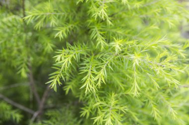 yeşil ladin dalları arka planda yakın plan