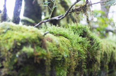 yeşil yosun arka plan, orman florası