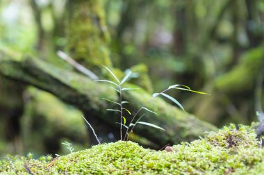 yeşil yosun, orman doğası 