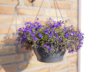Bir demet mor çiçek saksıda asılı.