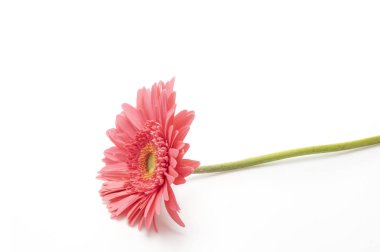 arka planda güzel pembe çiçek, yakın