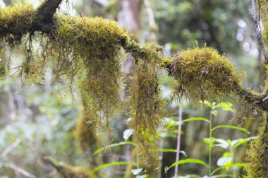 yeşil yosun, orman doğası 