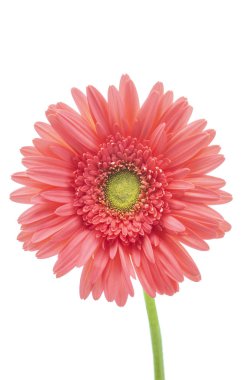 arka planda güzel pembe çiçek, yakın