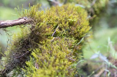 yeşil yosun, orman doğası 