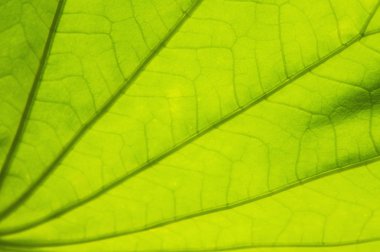 arka plan ile yaprak yeşil.