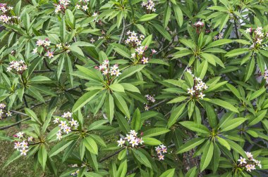 floral background concept, blooming flowers 