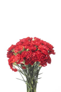 arka planda güzel kırmızı çiçekler, yakın