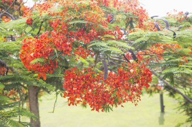 parkta güzel kırmızı çiçekler ile ağaç